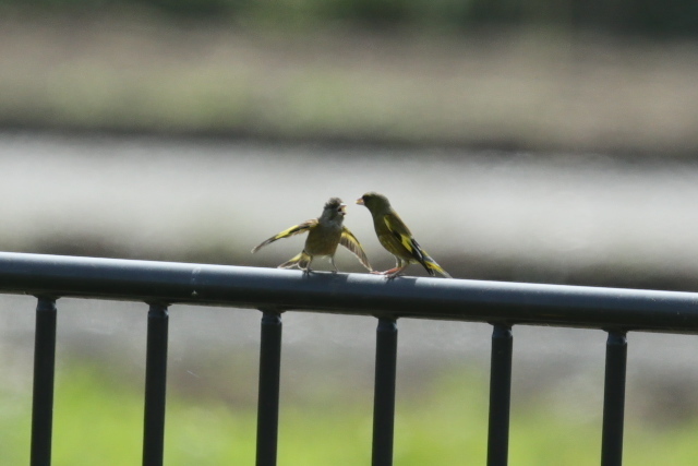 IMG45434.jpg
