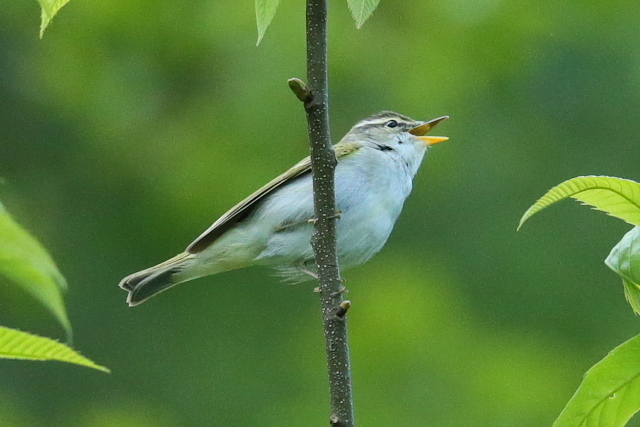 IMG34392.jpg