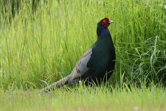 IMG45095.jpg