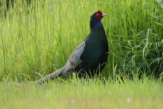 IMG45096.jpg