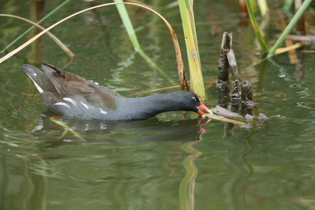 IMG45899.jpg