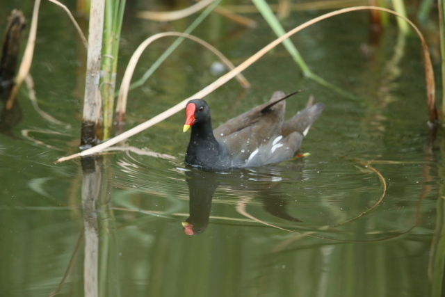 IMG45901.jpg