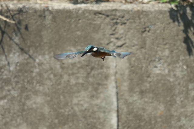 IMG47424.jpg
