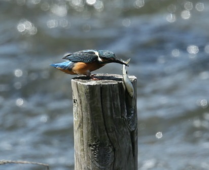 IMG47785-thumbnail2.jpg