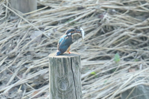 IMG49425.jpg