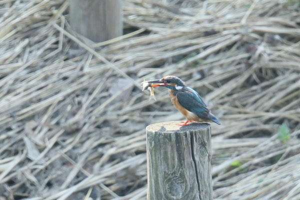 IMG49446.jpg