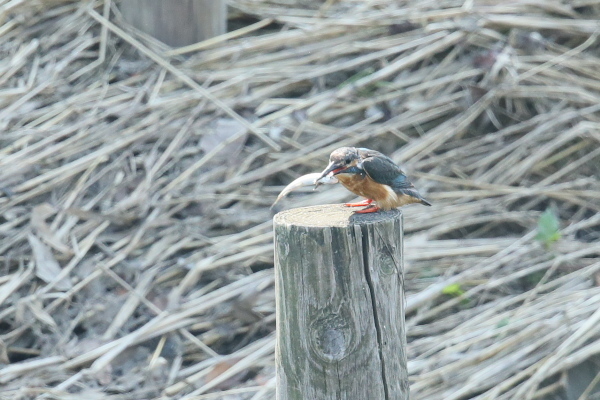 IMG49465.jpg
