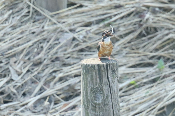 IMG49504.jpg