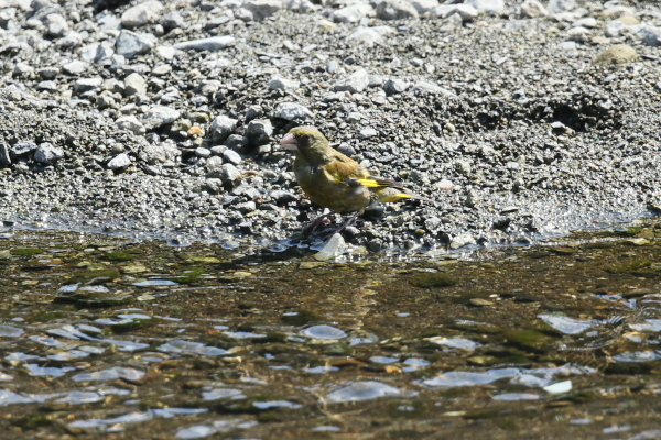 IMG50956.jpg