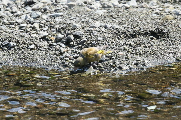 IMG50960.jpg