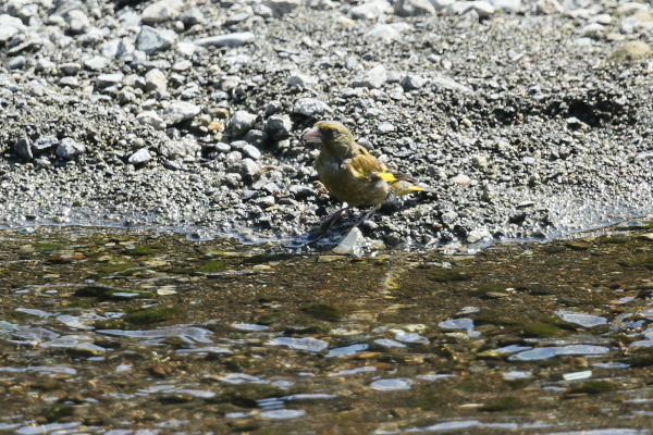 IMG50965.jpg