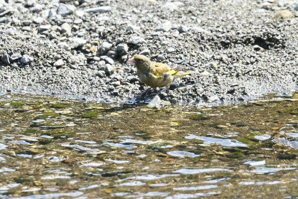 IMG50976.jpg