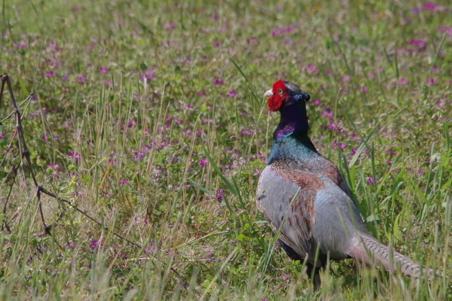 K1_01857.jpg