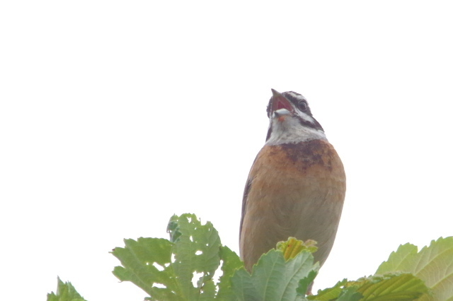 K5057687.jpg